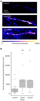 Paclitaxel effects on axonal localization and vesicular trafficking of NaV1.8